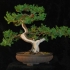 Napravite sami bonsai od smreke